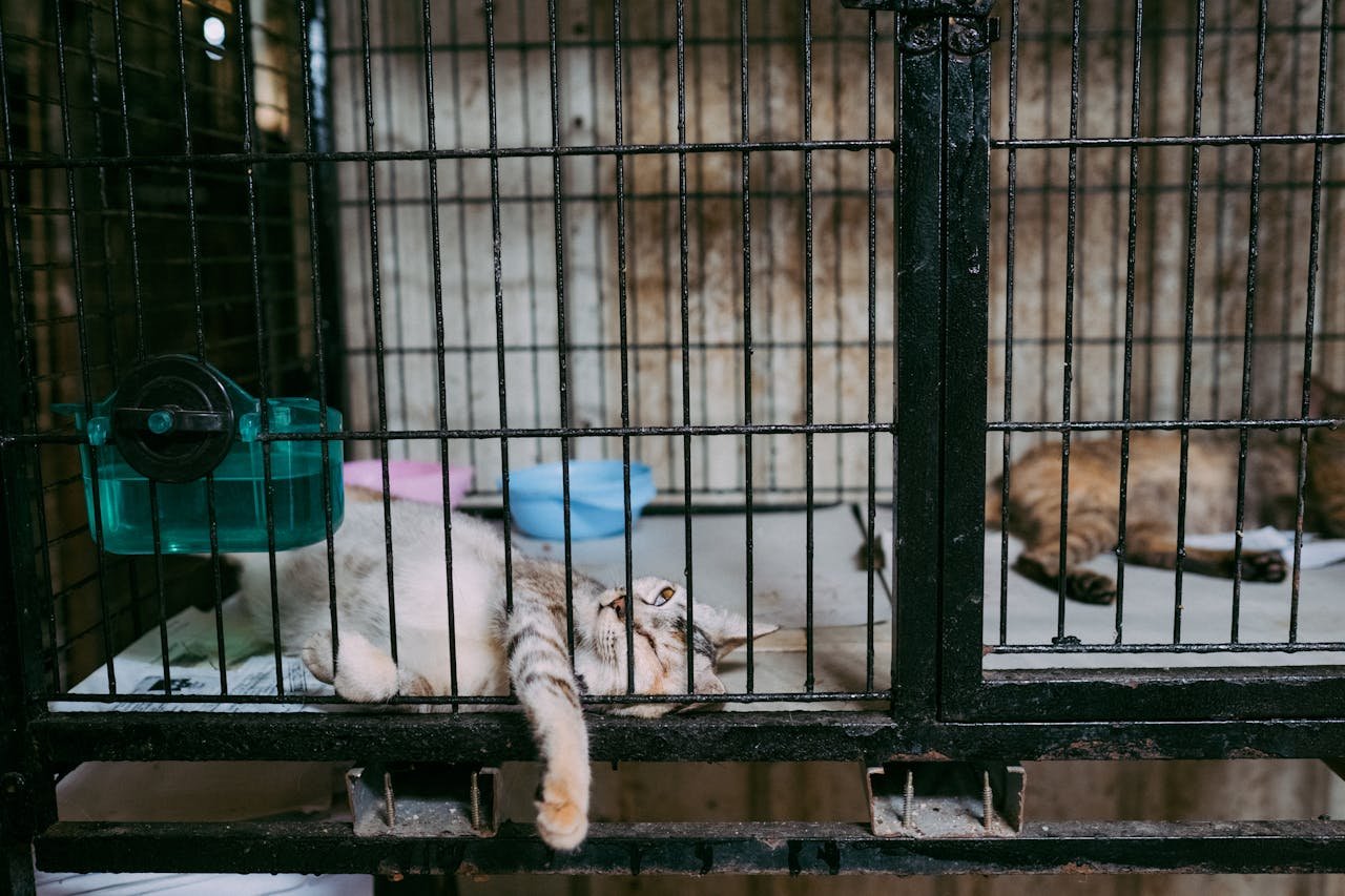 Two cats lounging inside a metal cage with bowls, showcasing domestic pets in captivity.
