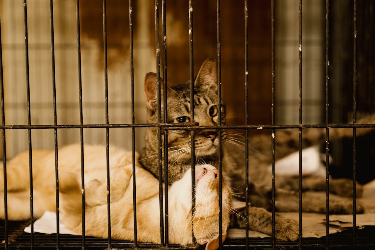 Two cats resting inside a cage, highlighting the need for adoption in animal shelters.
