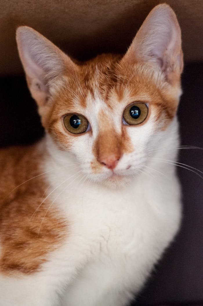 Close-up portrait of a curious ginger and white cat looking directly at the camera.